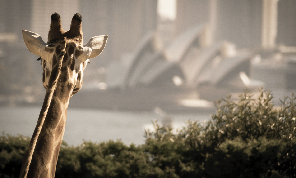 Sydney Wealth Management Update Summer 2019