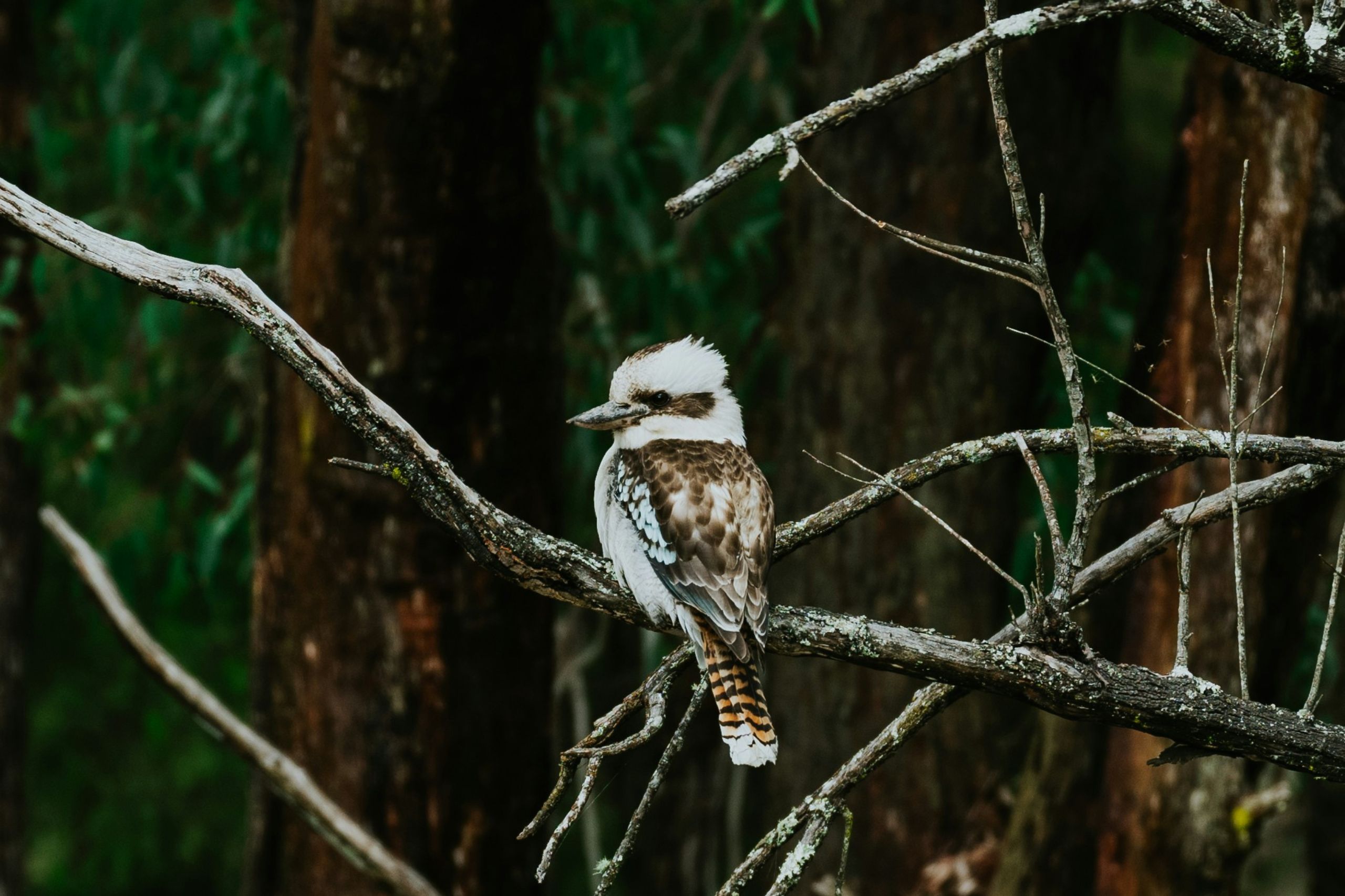Pitcher Partners Sydney 2025 Sustainability Review: progress with purpose